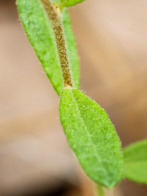 Canada Frostweed