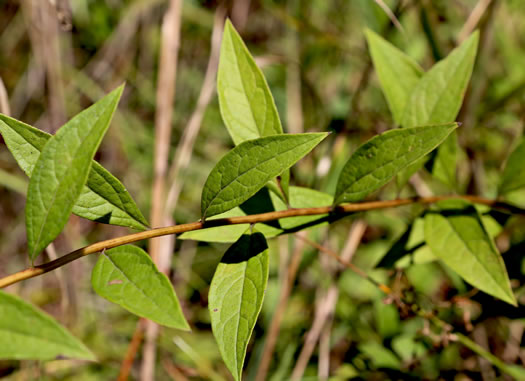 image of Doellingeria sericocarpoides, Pocosin Flat-top Aster, Southern Whitetop, Streamhead Flat-top Aster, Southern Flat-top Aster