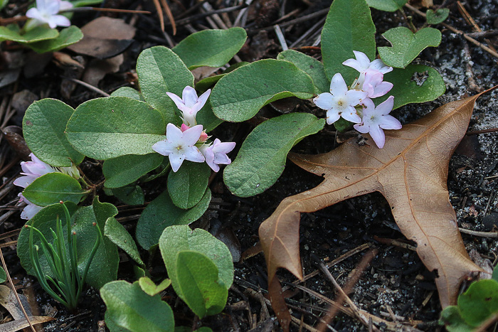 image of Epigaea repens, Trailing Arbutus, Mayflower