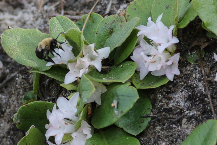 image of Epigaea repens, Trailing Arbutus, Mayflower