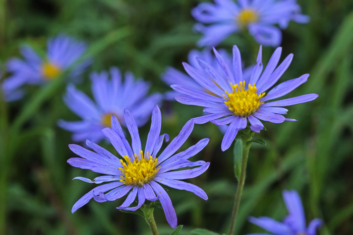 image of Eurybia paludosa, Savannah Grass-leaved Aster, Southern Swamp Aster