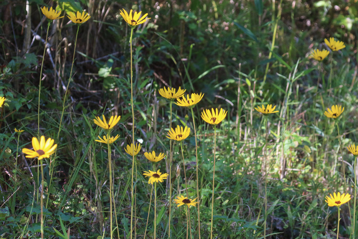 image of Helianthus heterophyllus, Savanna Sunflower, Variable-leaf Sunflower