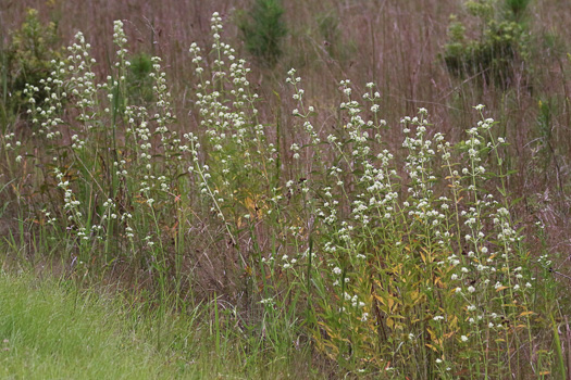 image of Hyptis alata var. alata, Musky Mint, Cluster Bushmint