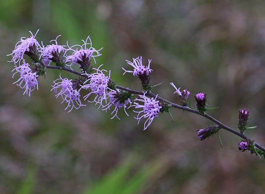 image of Liatris squarrulosa, Southern Blazing-star, Earle's Blazing-star, Appalachian Blazing-star