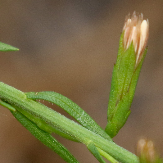 image of Liatris secunda, Sandhill Blazing-star, One-sided Blazing-star, Lax Blazing-star