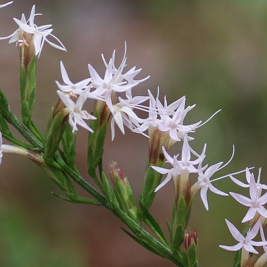 image of Liatris secunda, Sandhill Blazing-star, One-sided Blazing-star, Lax Blazing-star