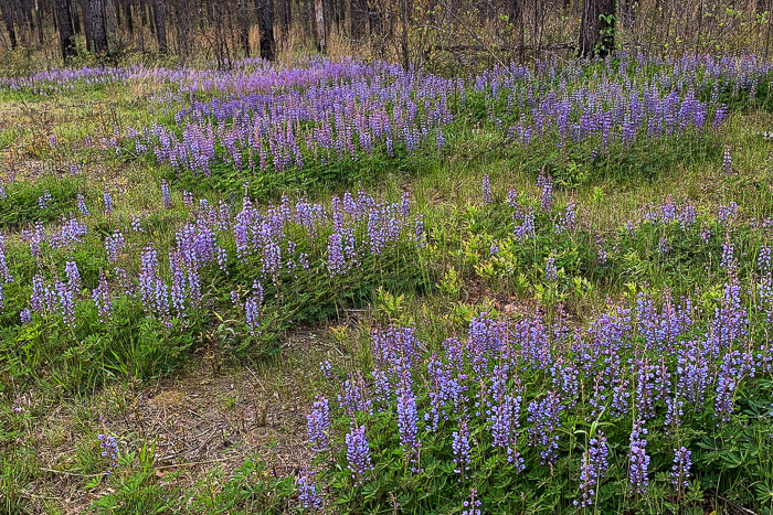 image of Lupinus perennis var. perennis, Northern Sundial Lupine