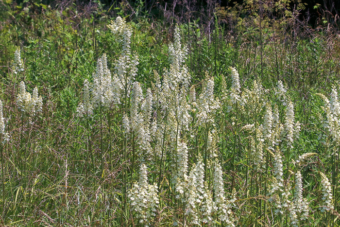 image of Melanthium virginicum, Virginia Bunchflower, Bog Bunchflower