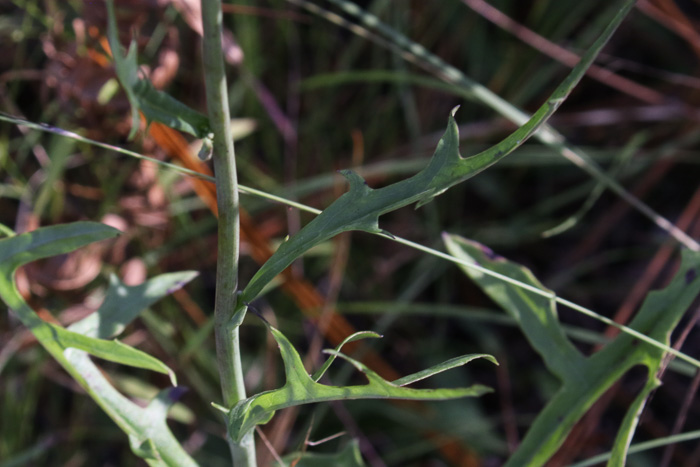 image of Nabalus autumnalis, Slender Rattlesnake-root, One-sided Rattlesnake-root