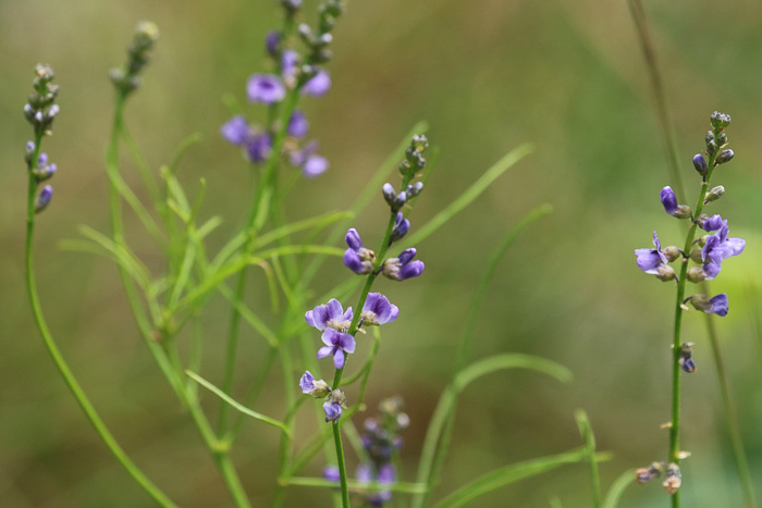 image of Orbexilum lupinellus, Lupine Scurfpea, Sandhill Scurfpea, Lupine Leatherroot