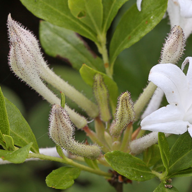 image of Rhododendron viscosum var. viscosum, Swamp Azalea, Clammy Azalea, Swamp Honeysuckle, Catchfly Azalea