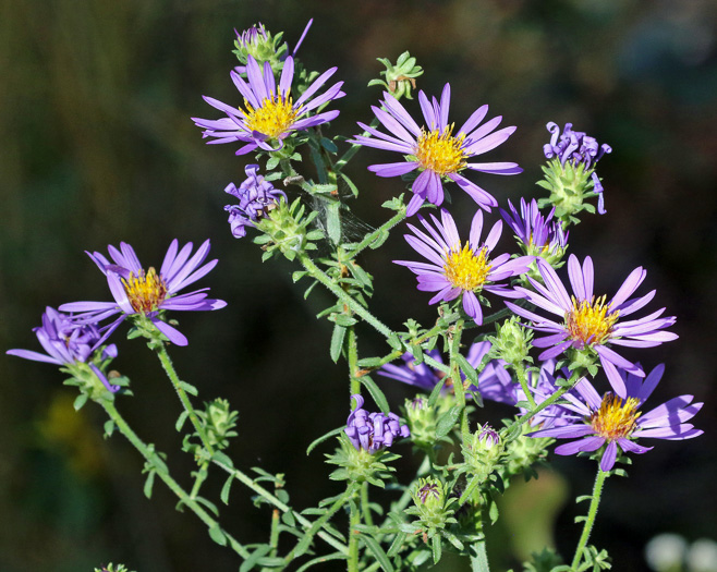 image of Symphyotrichum grandiflorum, Big-headed Aster, Rough Aster, Large-headed Aster, Largeflower Aster