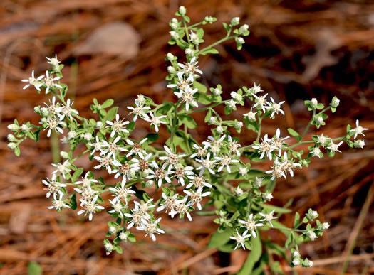 Twisted-leaf Whitetop Aster