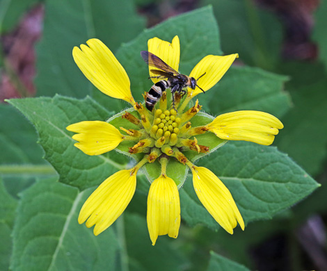 image of Tetragonotheca helianthoides, Pineland Squarehead, Pineland-ginseng