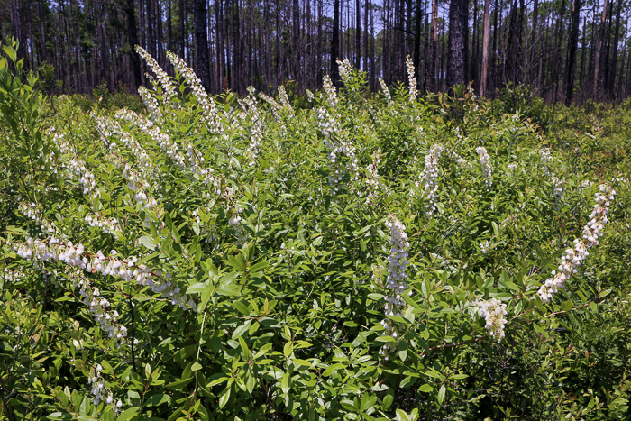 image of Zenobia pulverulenta, Zenobia, Honeycups