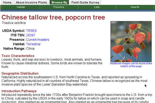 image of Triadica sebifera, Popcorn Tree, Chinese Tallow-tree