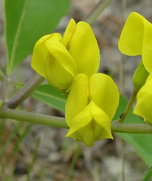 Baptisia cinerea