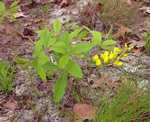 Baptisia cinerea