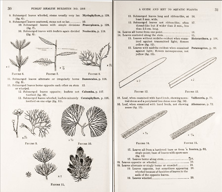 page from A Guide and Key to the Aquatic Plants of the Southeastern United States by Don E. Eyles, J. Lynne Robertson, Jr., with original drawings by Garnet W. Jex