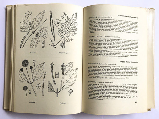 page from How to Recognize Shrubs