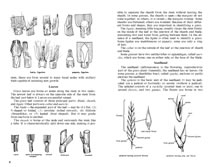 page from 100 Native Forage Grasses in 11 Southern States