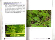 page from Peterson Field Guide to Ferns of Northeastern and Central North America