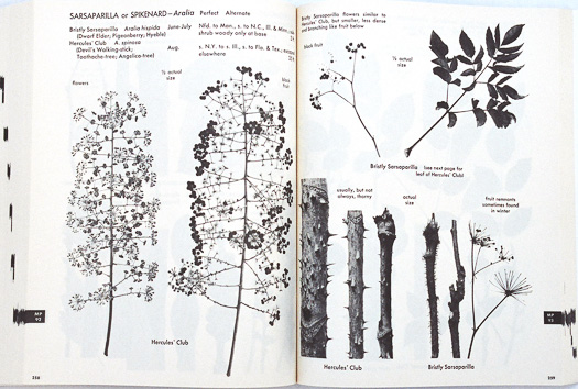 page from The Shrub Identification Book by George Symonds