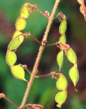 Desmodium fruits