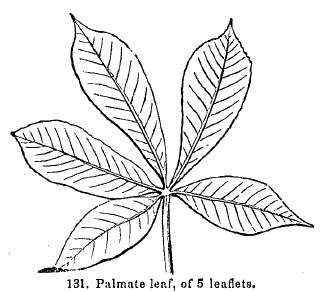 palmately compound leaf