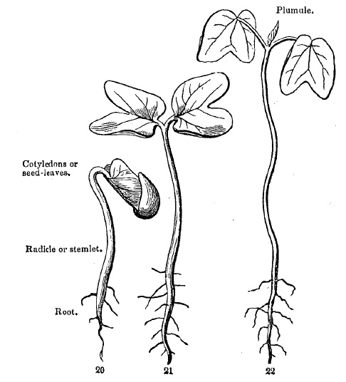 seedling plant