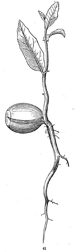 seedling oak