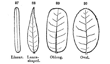 leaves