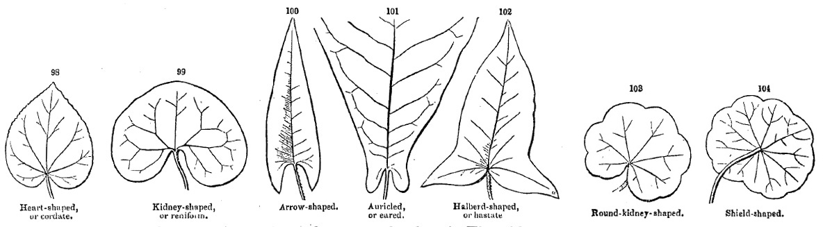 leaf base