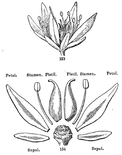 Three-leaved Stonecrop