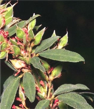 Lespedeza fruits