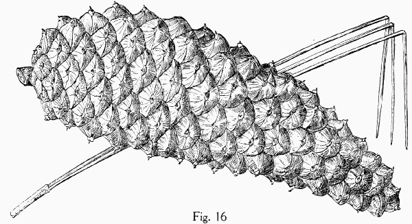 Fig. 16