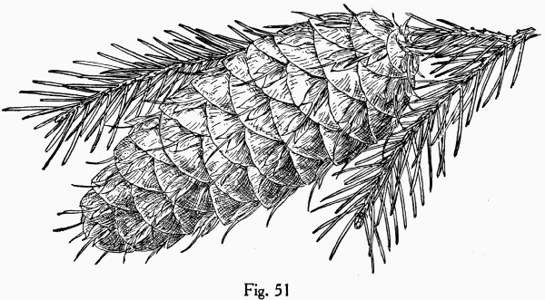 Fig. 51