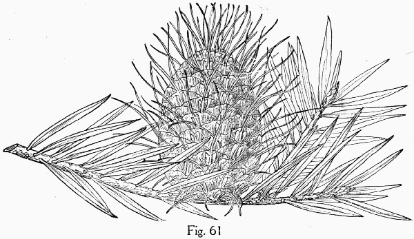 Fig. 61