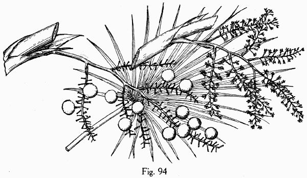 Fig. 94