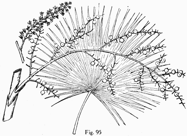 Fig. 95