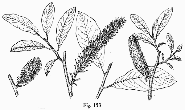 Fig. 153