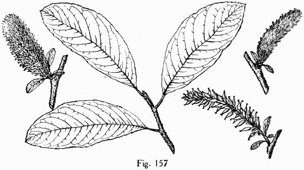 Fig. 157