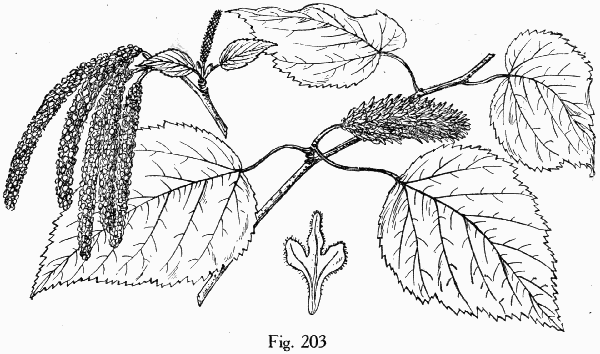 Fig. 203