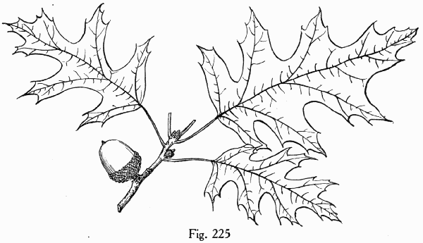 Fig. 225