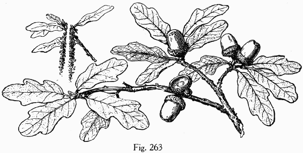 Fig. 263