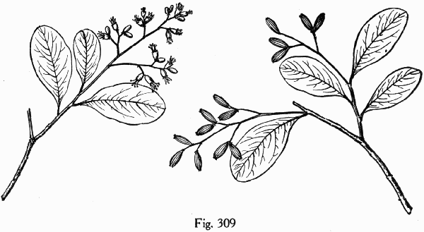 Fig. 309