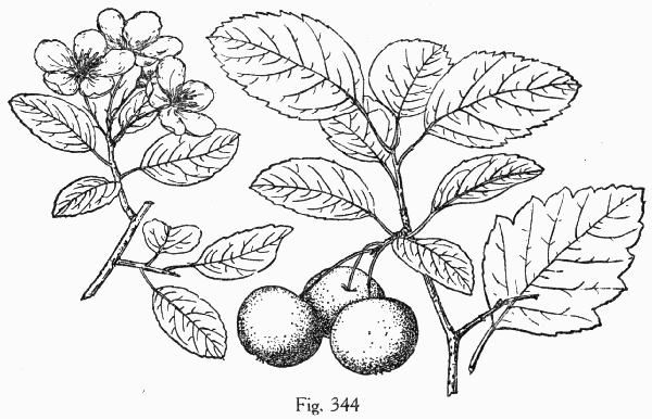 Fig. 344