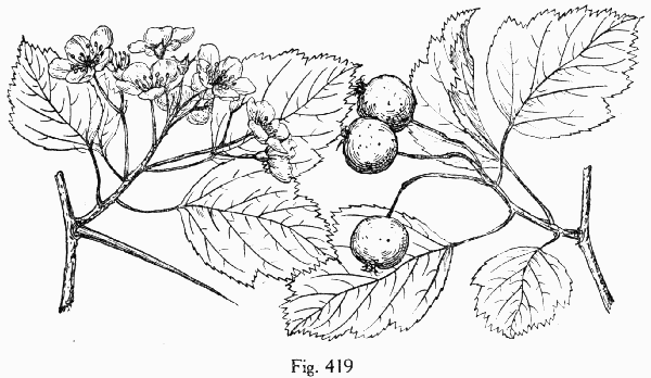 Fig. 419