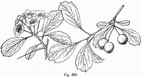 Fig. 480