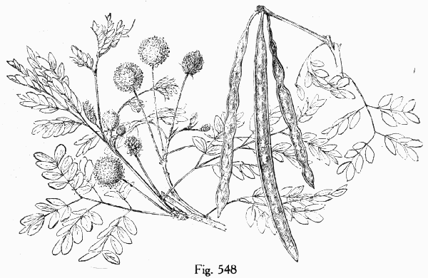 Fig. 548